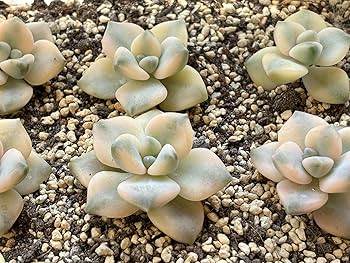 Amazon｜多肉植物 エケベリア韓国苗お任せ5種類セット おまけ